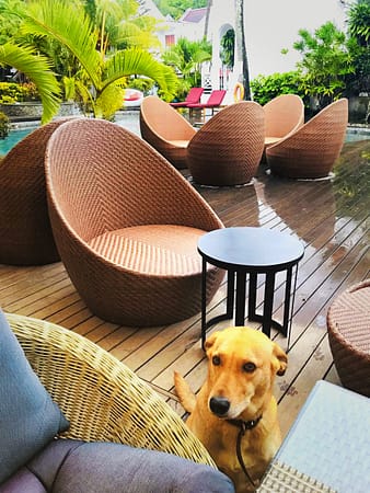 Dog Inside Ocean Villa Mauritius