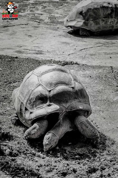 Old tortoise in Chamarel Mauritius
